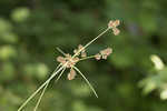 Mosquito bulrush